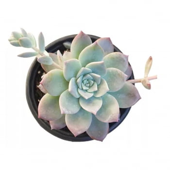 Suculenta echeveria Milky Way pote 06