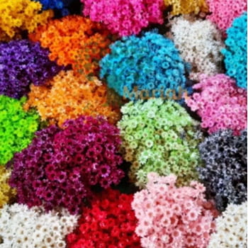 Flor Desidratada Sempre Viva Colorida C/3000 Decoração Festa