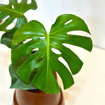 Costela de Adão Muda Monstera Planta 50cm Decoração Interna
