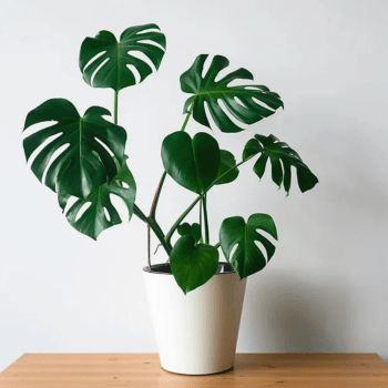 Costela de Adão Muda Monstera Planta 50cm Decoração Interna