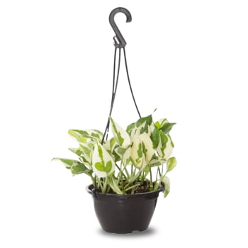 Kit 3 Jiboia Njoy Branco Prateada Verde Variadas C13