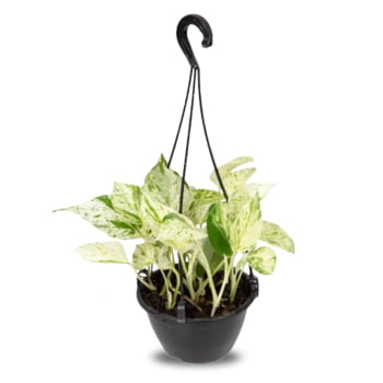 Kit 3 Jiboia Njoy Branco Prateada Verde Variadas C13