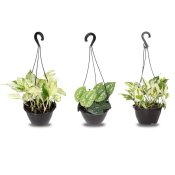 Kit 3 Jiboia Njoy Branco Prateada Verde Variadas C13