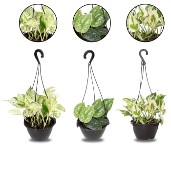 Kit 3 Jiboia Njoy Branco Prateada Verde Variadas C13 Kit 3 Jiboia Njoy Branco Prateada Verde Variadas C13