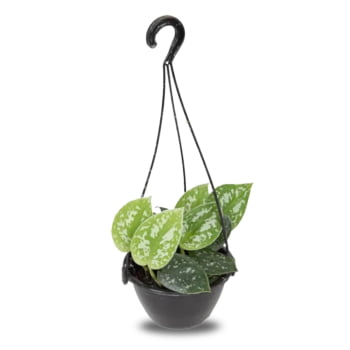 Kit 3 Jiboia Njoy Branco Prateada Verde Variadas C13