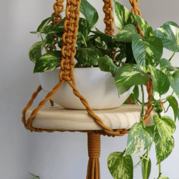 Muda da Planta Jibóia 40cm com Cuia para Decoração Interna