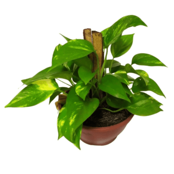 Muda da Planta Jibóia 40cm com Cuia para Decoração Interna