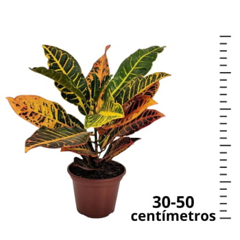 Muda de Cróton Petra Pote 11 Planta Colorida de Área Externa