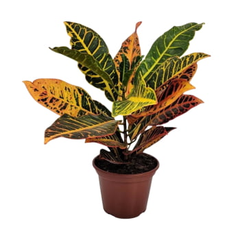 Muda de Cróton Petra Pote 11 Planta Colorida de Área Externa