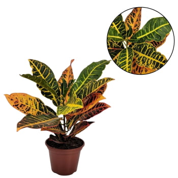 Muda de Cróton Petra Pote 11 Planta Colorida de Área Externa