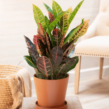 Muda de Cróton Petra Pote 14 Planta Colorida de Área Externa