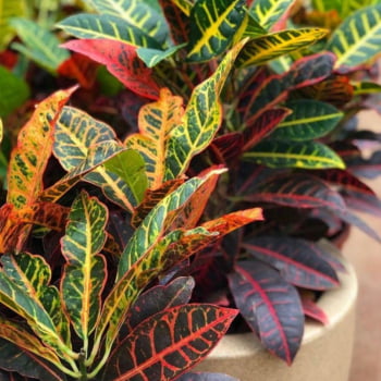 Muda de Cróton Petra Pote 14 Planta Colorida de Área Externa