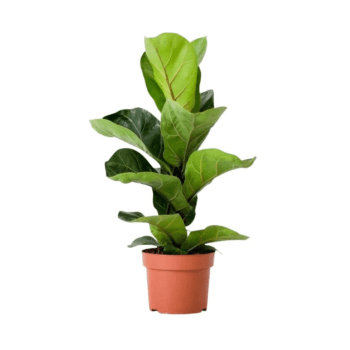 Muda De Ficus Lyrata 50cm para Decoração Interna