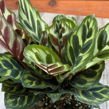 Muda de Maranta Makoyama Pote 12 Planta Decoração Interna