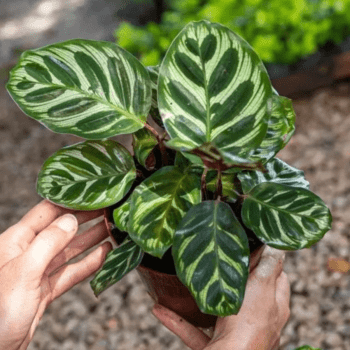 Muda de Maranta Makoyama Pote 12 Planta Decoração Interna
