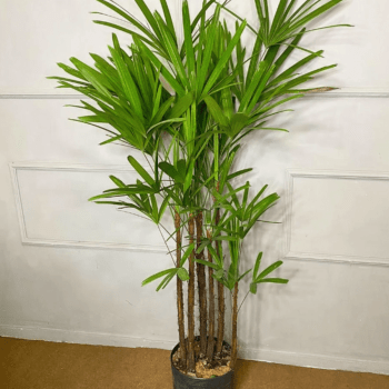 Muda de Ráfia 1m Planta Decoração Interna