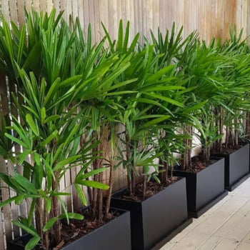 Muda de Ráfia 1m Planta Decoração Interna
