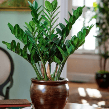 Muda de Zamioculca Grande 60cm Planta Decoração Interna