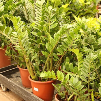 Muda de Zamioculca Grande 60cm Planta Decoração Interna