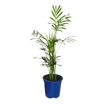 Palmeira Chamaedorea Elegans Pote 11 Folhagem Dentro de Casa