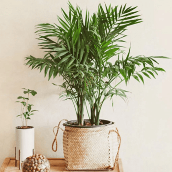 Palmeira Chamaedorea Elegans Pote 11 Folhagem Dentro de Casa