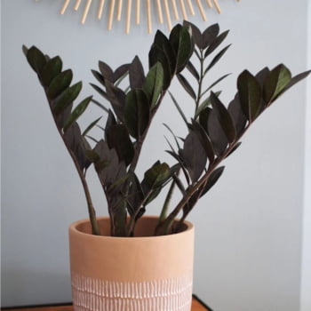Zamioculca Black Preta Exótica Decoração Interna