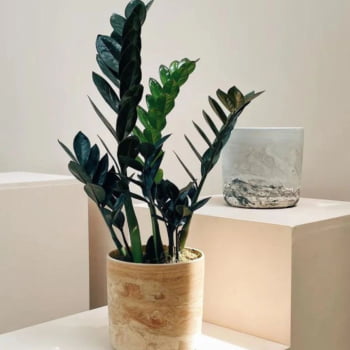 Zamioculca Black Preta Exótica Decoração Interna
