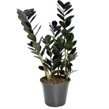 Zamioculca Black Preta Exótica Decoração Interna