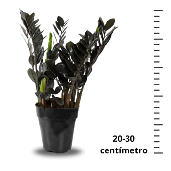 Zamioculca Black Preta Exótica Decoração Interna