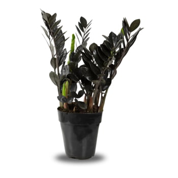 Zamioculca Black Preta Exótica Decoração Interna