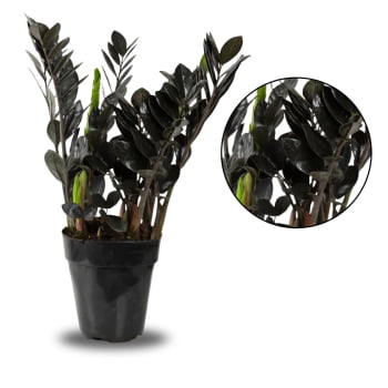 Zamioculca Black Preta Exótica Decoração Interna Zamioculca Black Preta Exótica Decoração Interna