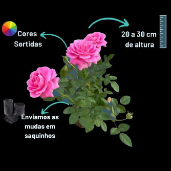 Mini -rosa cores sortidas -Para Presente Kit C/10