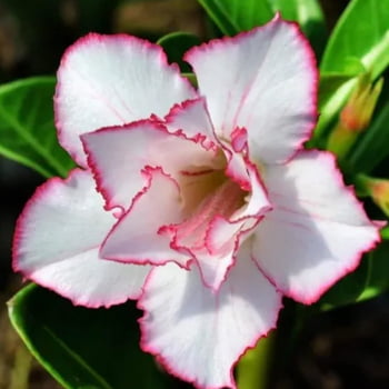 5 Mudas Rosa Do Deserto Colorida Dobradas Tripas Simples