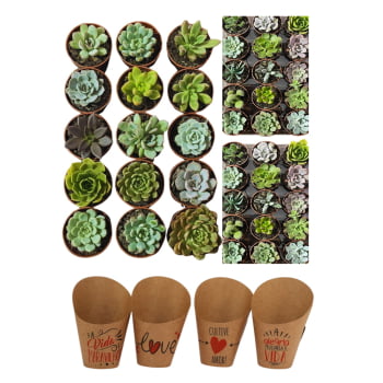 Kit 50 Mudas de Suculentas Naturais Variadas – Frete Grátis SP