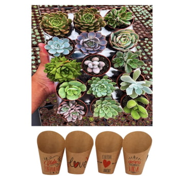 Kit 50 Mudas de Suculentas Naturais Variadas – Frete Grátis SP