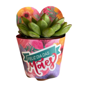 Kit 50 Mudas de Suculentas Naturais Variadas FRETE  GRATIS Dia Das Mães