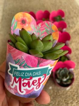 Kit 50 Mudas de Suculentas Naturais Variadas FRETE  GRATIS Dia Das Mães