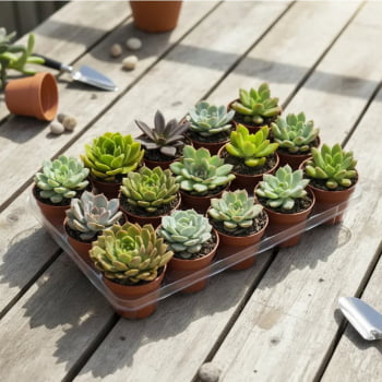 Kit 50 Mudas de Suculentas Naturais Variadas FRETE  GRATIS 