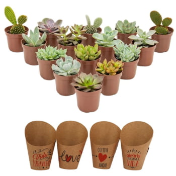 Kit 50 Mudas Suculentas Terra E Vasos+brinde Frete Grátis 