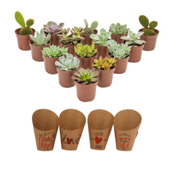 Kit C/100 Suculentas Variadas( Terra E Vasos De Brinde)