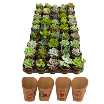 Kit C/100 Suculentas Variadas( Terra E Vasos De Brinde)