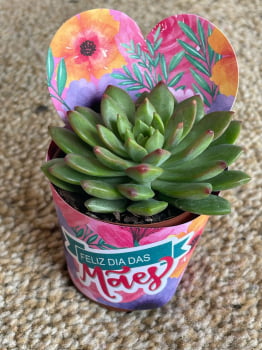 Kit C/100 Suculentas Variadas FRETE  GRATIS ( Terra E Vasos De Brinde) Dia Das Mães