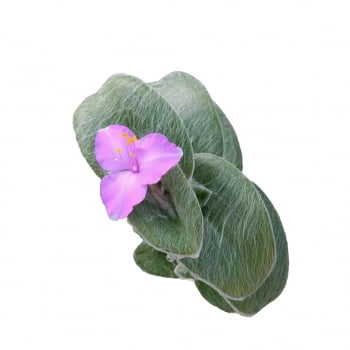 Muda Suculenta Tradescantia Sillamontana pote 06