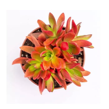 Planta Suculenta Crassula Campfire - Colorida Vermelho Fogo pote 06