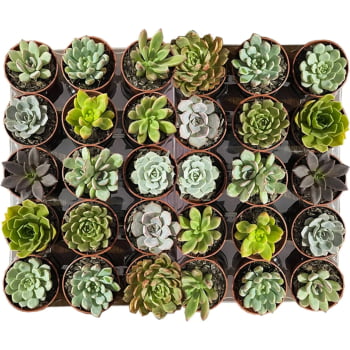 Plantas Suculentas Mudas Coloridas Kit C/ 10 Fácil Cultivo Dia Das Mães